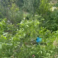 باغچه نقلی با عشق ۲۵۰ زمین ۴۰ بنا ناب در *مهراباد*|فروش خانه و ویلا|رودهن, |دیوار