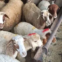 نظام اباد زنده از ابادی|حیوانات مزرعه|تهران, نظامآباد|دیوار