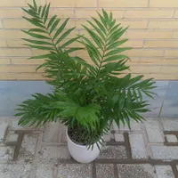 طبیعی سبز|گل مصنوعی|یزد, |دیوار