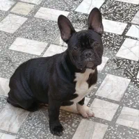 فروش سگ|سگ|امیرکلا, |دیوار