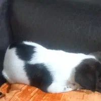 حیوانات خانگی