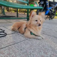 سگ پامر روباهی