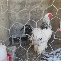 خروس برهما|حیوانات مزرعه|مرودشت, بیست متری بیمارستان|دیوار