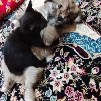 سگ پودل کراس