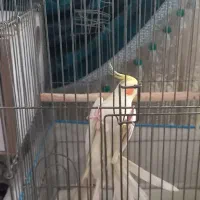 نرماده مرغ عروس