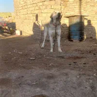 سگ عراقی|سگ|اسفرورین, |دیوار