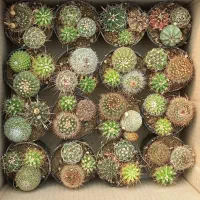 میکس خاصی از بهترین کاکتوس ها و ساکولنت