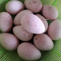 تخم مرغ بوقلمون نطفه دار