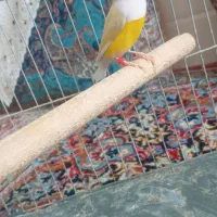 فنچ گلدین نر|پرنده|اردکان, |دیوار