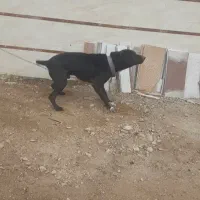 سک نگهبان