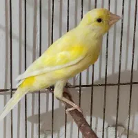 ماده لیمویی و سرامیکی سرخ نر‌ مست|پرنده|شیراز, جانبازان|دیوار