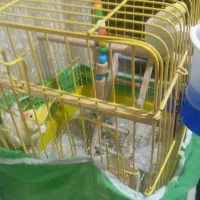 فروش 1جفت عروس هلندی نروماده|پرنده|ساری, |دیوار