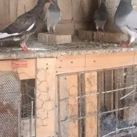 کفتر|پرنده|اهواز, ۲۴ متری|دیوار