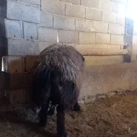 فروش قوچ داشتی|حیوانات مزرعه|منج, |دیوار