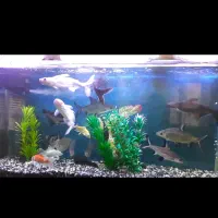 شیشه خم کارخانه ای ۱ متری