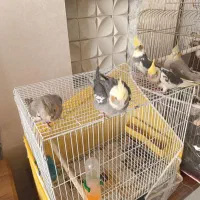 معاوضه عروس با قناری یا گرینچیک|پرنده|مشهد, شفا|دیوار