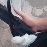 کله سفیدنر|پرنده|شیراز, ارم|دیوار