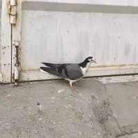 کفتر دمگیر  جوجه
