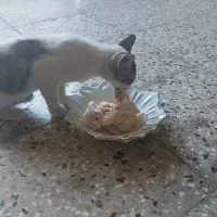 گربه گمشده|گربه|اهواز, شهرک اکباتان|دیوار