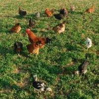 فروش فوری مرغ و خروس|حیوانات مزرعه|معصومیه, |دیوار