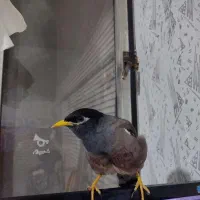مرغ مینا رام و سخنگو