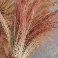 جارو قرمز رسیده