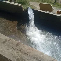 باغ انگور