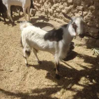 گوسفند نر تروشت