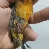 قناری ماده دارچینی سوخته اروجینال آماده|پرنده|بجنورد, |دیوار