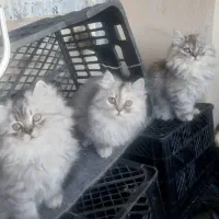 توله پرشین کلاسیک