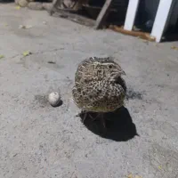 سگ پاکوتاه.   بلدرچین  110|سگ|جاجرود, |دیوار