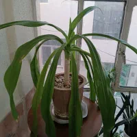 گل با گلدان|گل و گیاه طبیعی|کرج, گلدشت|دیوار