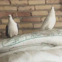 فروش یک جفت کبوتر کاشان