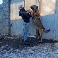 سگ سرابی 17 ماهه گله ای