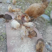 مرغ و جوجه