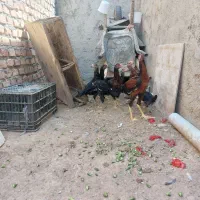 نوچه لاری ۷ ماهه