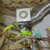 فروش عروس هلندی ومرغ عشق