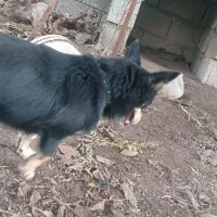 سگ پا کوتا|سگ|رشت, باهنر|دیوار