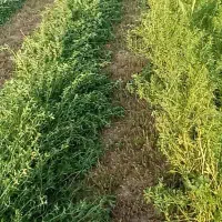 پرس یونجه