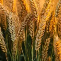 زمین کشاورزی هویه