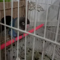 یک جفت کوتوله برزیلی