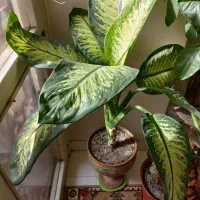 گل دیفن در پونک|گل و گیاه طبیعی|تهران, المهدی|دیوار