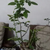 بنسای رز  5ساله نژاد هلندی با کیفیت .|گل و گیاه طبیعی|تهران, بهارستان|دیوار