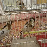 سهره چارگل|پرنده|مشهد, پورسینا|دیوار