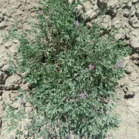 عرق شاه طره دو آتیشه