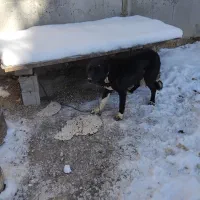 واگذاری سگ ماده