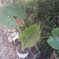 کل بابا آدم ونخل|گل و گیاه طبیعی|شاندرمن, |دیوار