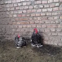 جفت کوشین بلک متلد