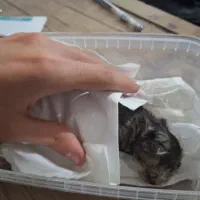 گربه