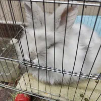 خرگوش لوپ|موش و خرگوش|ارومیه, |دیوار